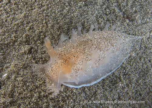 A Diomedes Tritonia (Tritonia diomedea) at the shores.