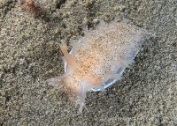 A Busy Day of Diving