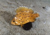 A Beautiful Night at the Shores