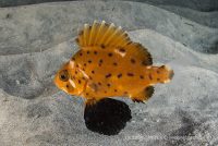 La Jolla Shores Night Dive