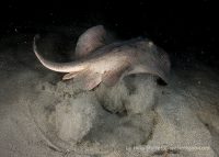 La Jolla Shores Night Dive