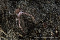 Another Dive at La Jolla Shores