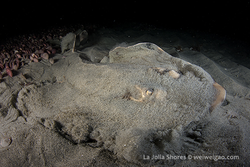 This guitar fish jumped out of the sand at the moment when I pushed the shutter. 