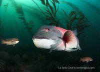 La Jolla Cove Morning Dive