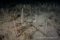 A Night Dive at the Shores