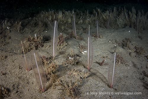 A small area with lots of sea pens