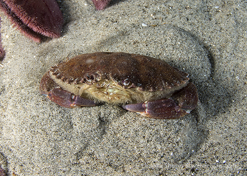 A pebble crab (Cycloxanthops novemdentatus) at the sand dollar field