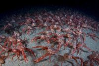 Club Tuna Crab (Tuna Crab Congregation at La Jolla Shores)
