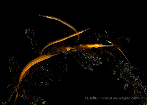The pipefish family on kelp.