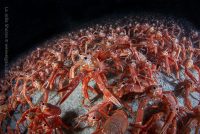 Tuna Crab Frenzy at the Shores