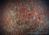 A Night Dive at the Shores