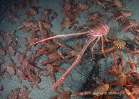 La Jolla Shores Night Dive