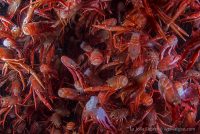 The Last Dive of March