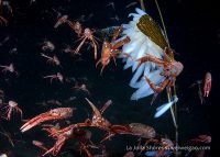 The First Dive in April