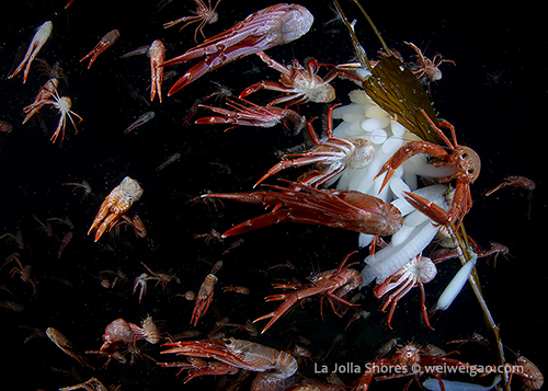 The squid eggs at the V point.