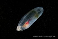 La Jolla Shores Night Dive