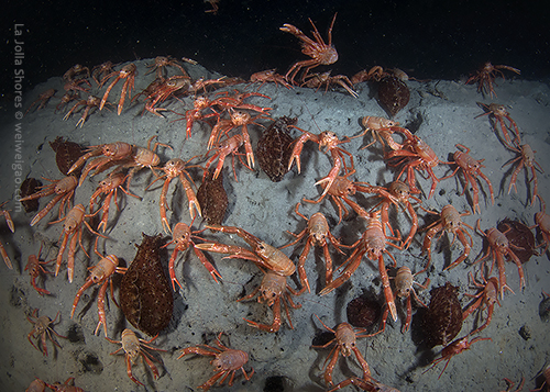 Tuna crabs and sea hares on the south wall