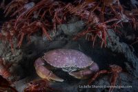 La Jolla Shores Night Dive