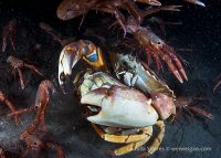 La Jolla Shores Night Dive