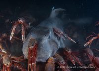 A Night Dive at the Shores