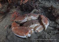 Another Night Dive at the Shores