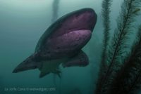 A Shark Dive at the Cove