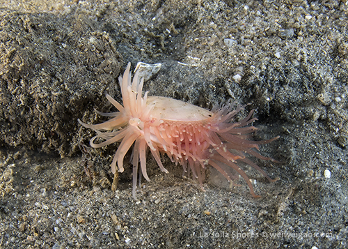 A swimming file shell (Limaria hemphilli)