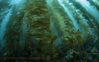 San Clemente Island Diving with Power Scuba