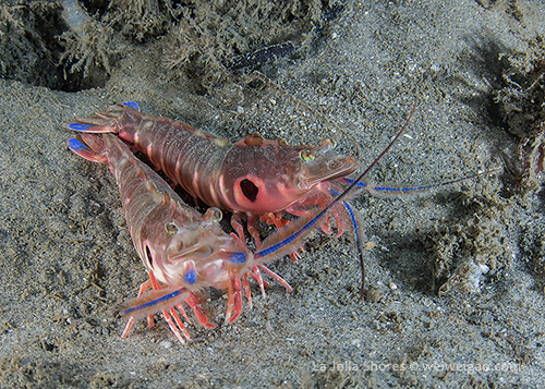 A pair of target shrimps at the shores