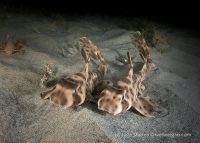 Night Dive at La Jolla Shores