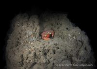 A Night Dive at the Shores