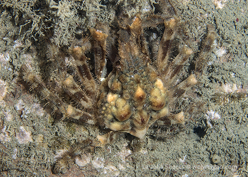 Masking or Moss Crab (Loxorhynchus crispatus)