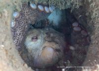 La Jolla Shores Night Dive
