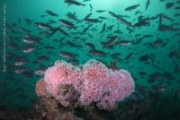 Point Loma – Reef and Wreck