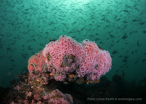 The Christmas Reef with a school of blacksmith