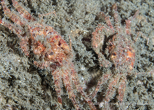 A pair of stilt crabs (Palicus lucasii)