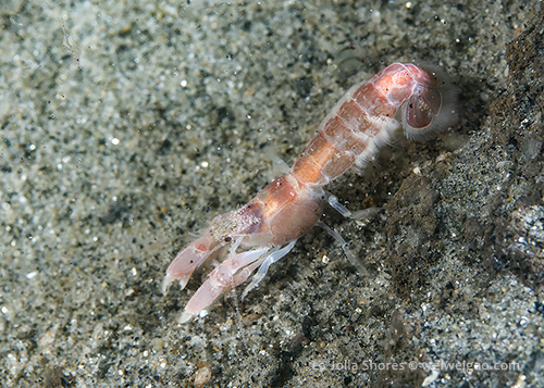 A mud shrimp (family Upogebiidae)