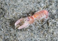 Another Night Dive at the Shores