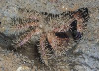 La Jolla Shores Night Dive