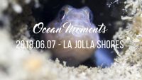 A Night Dive at La Jolla Shores