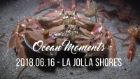 La Jolla Shores Night Dive