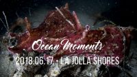 La Jolla Shores Night Dive