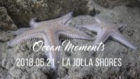 La Jolla Shores Night Dive