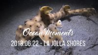 Night Dive at La Jolla Shores
