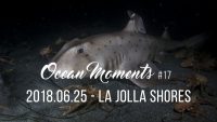 La Jolla Shores Night Dive