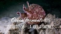 Scuba Diving La Jolla Shores