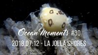 La Jolla Shores Night Dive
