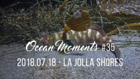 La Jolla Shores Night Dive