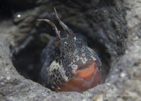La Jolla Shores Night Dive