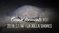 Angel Shark Encounter at La Jolla Shores